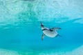 Humboldt penguin underwater. Royalty Free Stock Photo